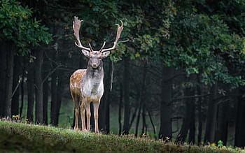Marrone, cervo, alberi, giorno, daino, dama dama, maschio, selvaggio, animale, corna, autunno