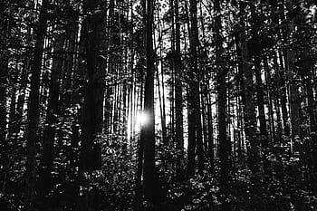 fotografie ve stupních šedi, lesních stromů, šedá, stupnice, fotografie, strom, silueta, stromy, les, Příroda, Černý a bílý