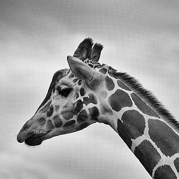 Graustufenfotografie, Giraffe, Kopf, Schwarz und weiß, Tierwelt, Säugetier, Profil, Afrika, Safari, Tier, Hals