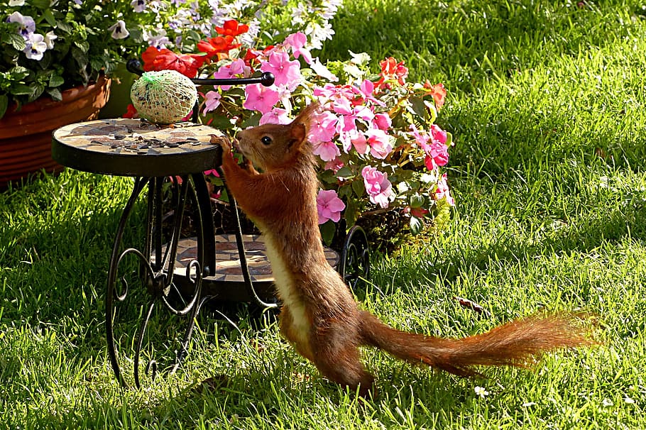 hnědá veverka, veverka, sciurus, zvíře, savec, zahradnictví