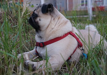 pug, the pug, com, myfirstpugdotcom, pug tail, thepug, superpug, pug mops