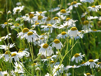 genuino, camomilla, matricaria chamomilla, camomilla genuina, fiori, pianta, matricaria recutita, campo di camomilla, compositi, Asteraceae, fiore