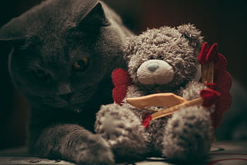 고양이, 보유, 회색, 곰, 봉제 인, 장난감, 초점, 사진술, 러시아인, 푸른, 검은