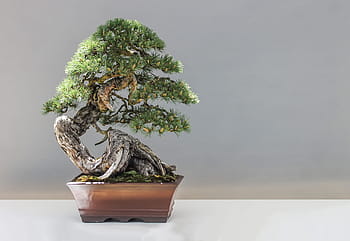 zelená, bonsai strom, hnědý, hrnec, horní, bílý, povrch, zelený list, hrnkové rostliny, bonsai, borovice