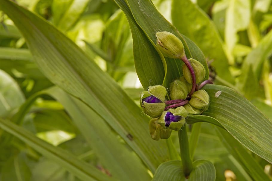 three, master, Flowers, Tradescantia, three master of flowers, eyes of god, garden, bud, blue, three-leaved, krautig