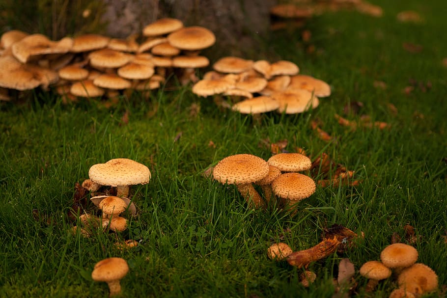 podzim, houby, zahrada, tráva, sezóna, září, Příroda
