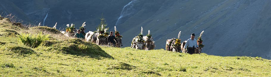 alpine, désalpe, descent, cows, autumn, livestock, agriculture, nature, animal, landscape, glarus