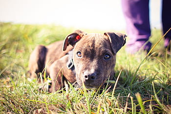 小さなピットブル、 少し、 ピットブル、 動物、 走り回る、 犬、 草、 ペット、 子犬、 トレーニング、 アウトドア