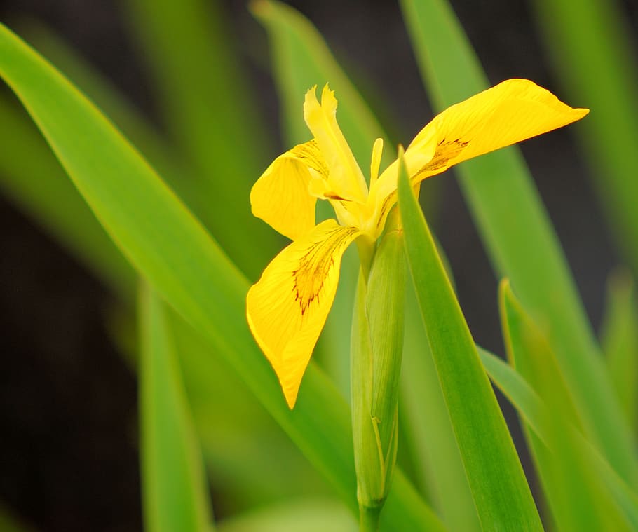 iris, flower, blossom, bloom, swamp iris, yellow, iridaceae, close up