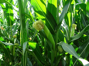 corn, corn plants, cornfield, agriculture, field, food, fodder maize, corn on the cob, green, summer, pet food
