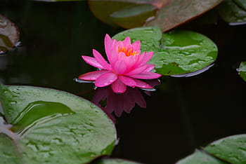 pink, lotus flower, pond, flowers, leaf, nature, plants, water lilies, aquatic plants, water lily flower, summer
