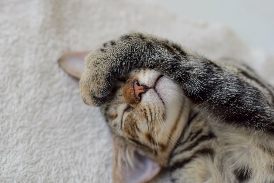 자고있는, 갈색, 태비, 고양이, 양탄자, 착한 애, 고양이 같은, 동물, 고양이 새끼, 죽어, 한 마리의 동물