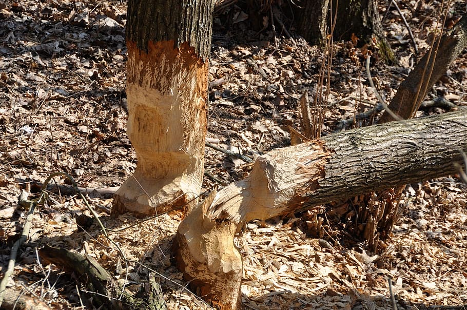 bobr, chaty, konstrukce, les, stromy, pokácena, vytesané, místo výskytu, dřevařský průmysl, dřevo - materiál, kmen stromu