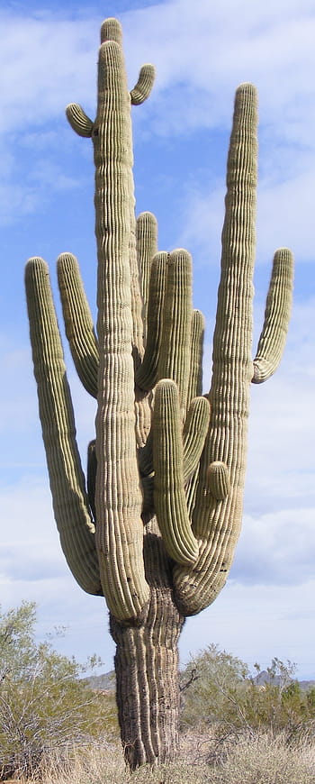 cactus, più braccia, saguaro, Arizona, sonoran, deserto, sud-ovest, natura, cactus saguaro