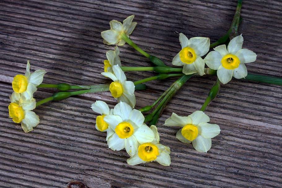 narcisy, květiny, dřevo, Pozadí, narcissus pseudonarcissus, narcis