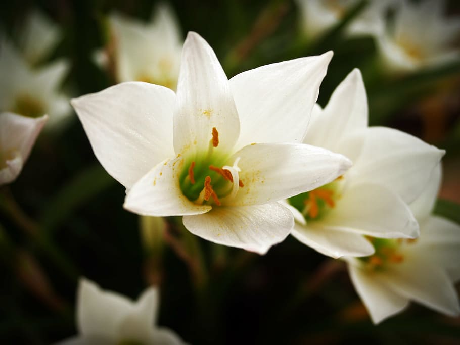 fiore, primavera, bianca, estate, margherita, crisantemo, rosa, giallo, floreale, impostato, rosso