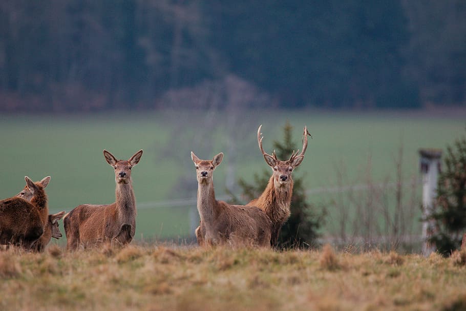 mammal, animal world, nature, grass, hirsch, animal, field, meadow, wild, wild grass, kitz