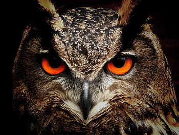 closeup, photography, brown, black, owl, bird, eyes, eagle owl, birds, view, animals