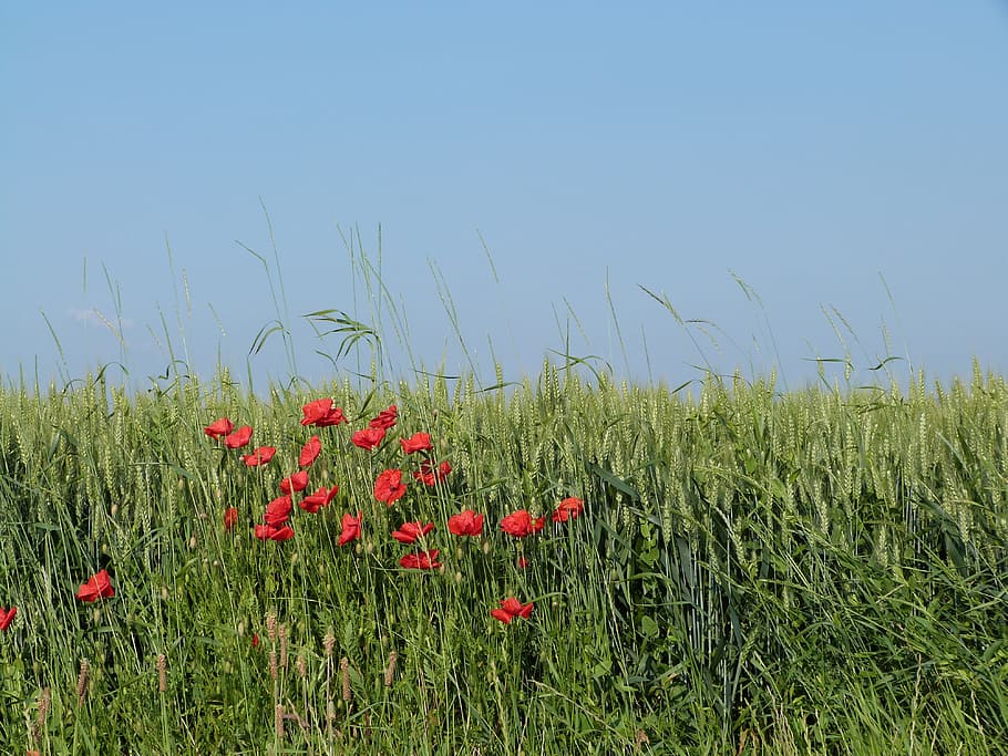 field, wheat, epi, poppy, cultures, france, summer