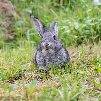 Nahaufnahmefoto, grau, Hase, Nahansicht, Foto, Tier, Haustier, süß, langohrig, Pelz, Zwerghäschen
