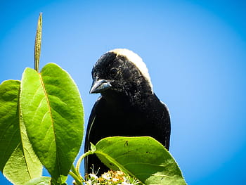 vogel, bobolink, merel, fauna, dier