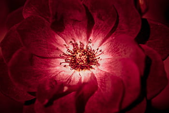 close, red, petaled flower, close up, flower, aroma, art, background, beautiful, beauty, bloom