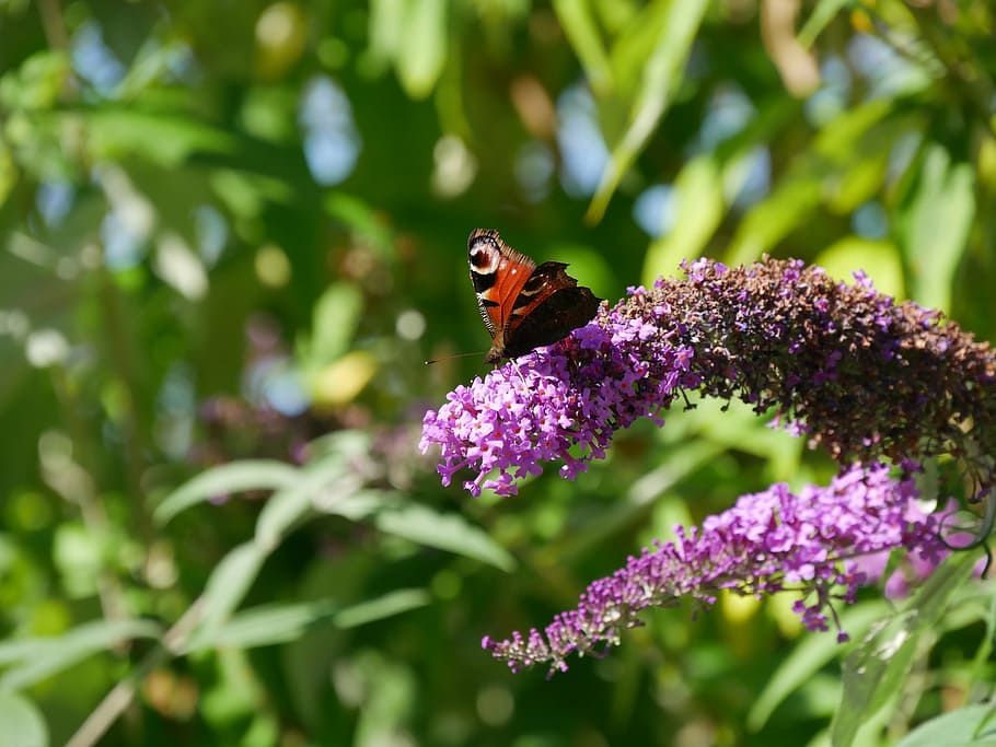 butterfly, lilac, insect, nature, summer, blossom, bloom, flower, macro, animal, purple