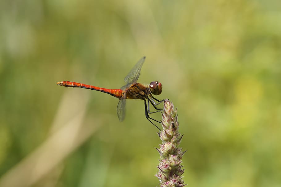 dragonfly, red, red dragonfly, close up, macro, flight insect, insect, wing, nature, animal, predator