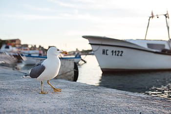 día, nadie, animal, barco, pájaro, yate, gaviota, Nessebar, puerto, Bulgaria