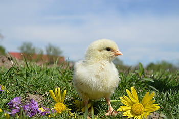 chick, grasses, flowers, daytime, bird, chicken, cock, chickens, poultry, birds, kura