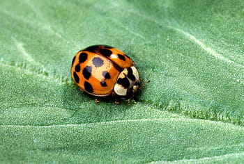 macro photography og, orange, asian ladybug, leaf, Ladybug, Beetle, Insect, Nature, lady bug, red, spots