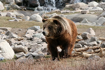 coklat, beruang, batu kuning, nasional, taman, Beruang coklat, Taman Nasional Yellowstone, Wyoming, foto, beruang grizzly, domain publik
