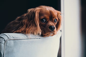medelbelagd brun hund, valp, djur-, hund, söt, soffa, hus, Hem, päls