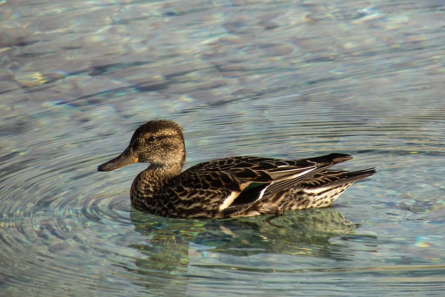 Garganey, Anas Querquedula, Duck, dabbling duck, wildlife, waterfowl, migratory, nature, bird, animal, plumage