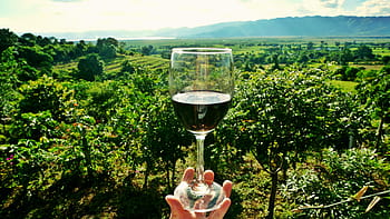 osoba, hospodářství, sklenice na víno, víno, vinice, napít se, vinařství, alkohol, révy, hroznů, sklenka