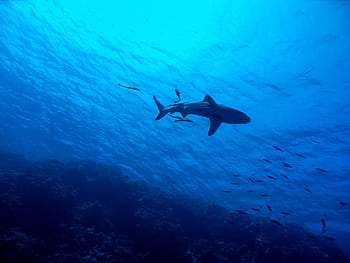 requin gris sous l'eau, requin, grande barrière de corail, sous-marin, récif, mer, poisson, tropical, Marin, scaphandre autonome, Australie