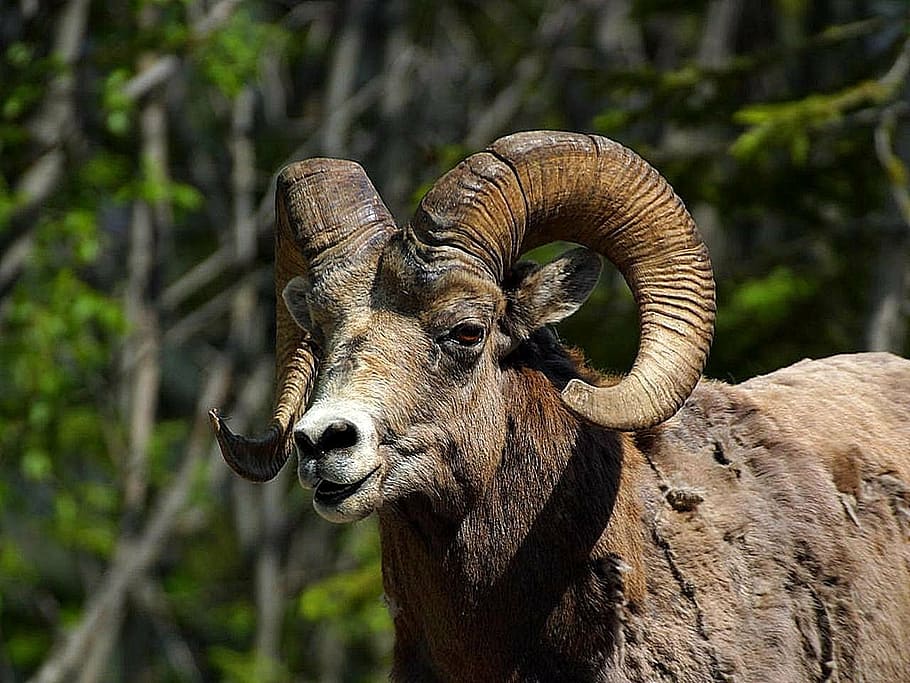 sheep, bighorn, mountain, rocky, sheeps, animals, fauna, one animal, horned, animal themes, animal head