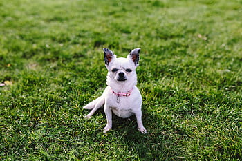 verão, cachorro, animal de estimação, animal, fofo, diversão, natureza, fora, cães, Chihuahua, animais