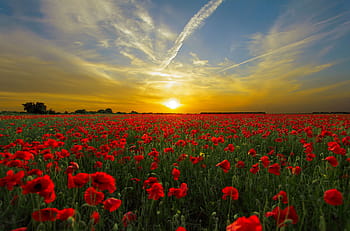 red, flower garden, sunset, field poppy, sun, priroda, horizon