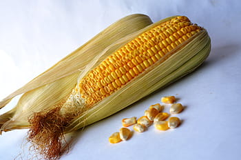 corn, maize, vegetables, grain, organic, harvest, nutrition, vegetarian, crop, sweetcorn, diet