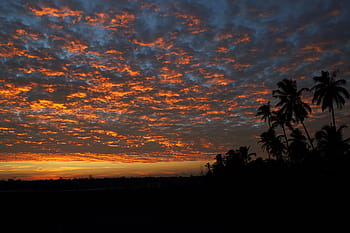 silhouette, palme, arancia, tramonto, alberi, pianta, natura, viaggio, all'aperto, nuvole, cielo