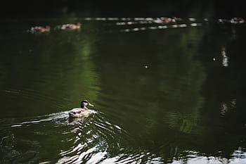 日当たりの良い、 日、 公園、 晴れた日、 夏、 緑、 自然、 散歩、 川沿い、 鳥、 水