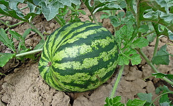 melon, watermelon, fruit, healthy, food, green