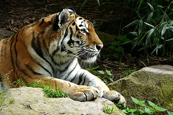 tigre, posa, superficie di roccia, zoo, gatto, predatore, carnivoro, animale, natura, gatto non addomesticato, mammifero
