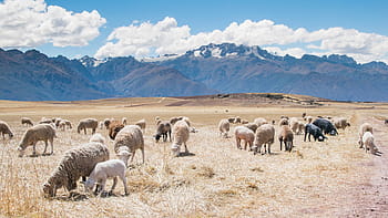 Herde, Schaf, Rasenplatz, Berge, Weiß, Schafe, Tiere, Gras, Feld, Spitzen, Blau