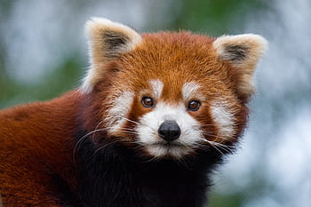 red panda, red panda photograph, wildlife photography, animal portrait, cute animal, fluffy fur, nature photography, forest animal, endangered species, close-up photography, panda face