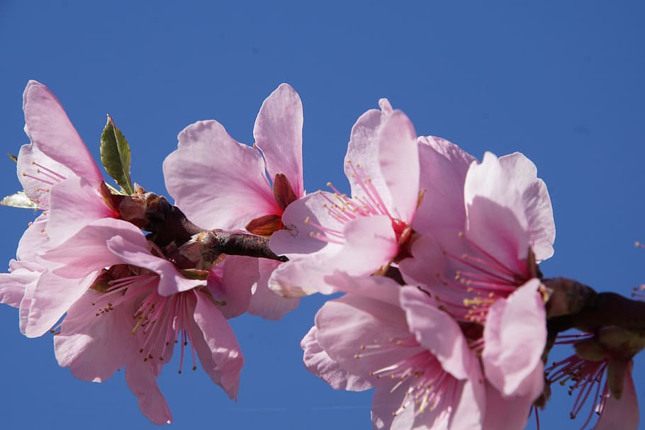 Almond, Blossom, Palatinate, almond blossom, gimmeldingen, spring, bloom, rose, white, slightly, nature