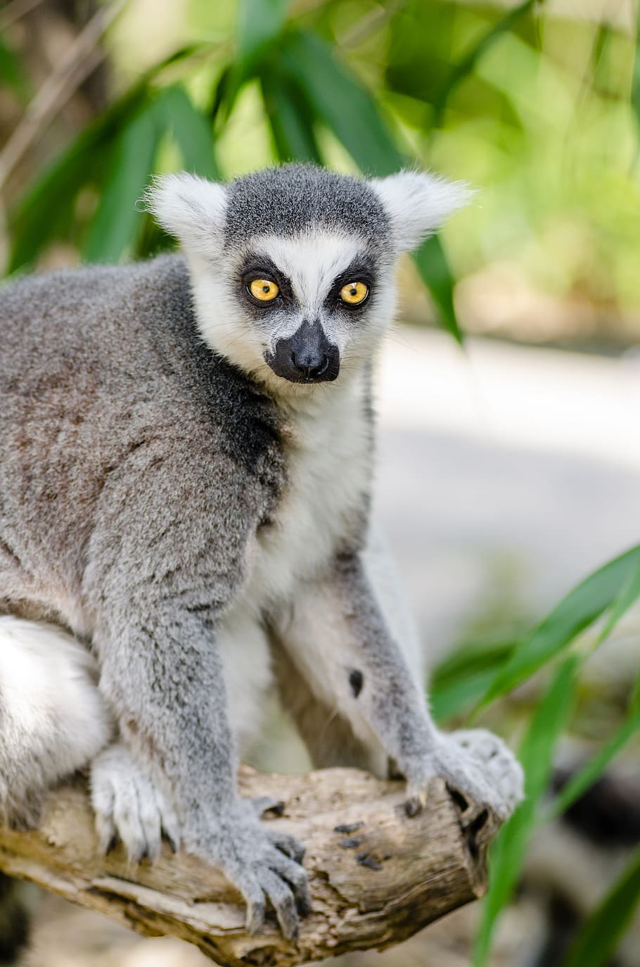 prsten, lemur, černá a bílá koala