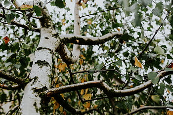 ramas de abedul, abedul, ramas, primer plano, flores, flora, fruta, naturaleza, hojas, árboles, primavera