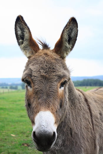 closeup, donkey, lelkendorf, gray donkey, donkey head, native animal lelkendorf, animal, mammal, nature, outdoors, grass